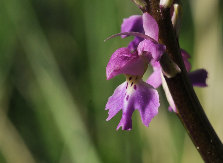 Orchidee del Chianti - Ophrys sphegodes e altre...